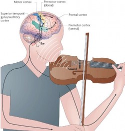 Music and Brain Function